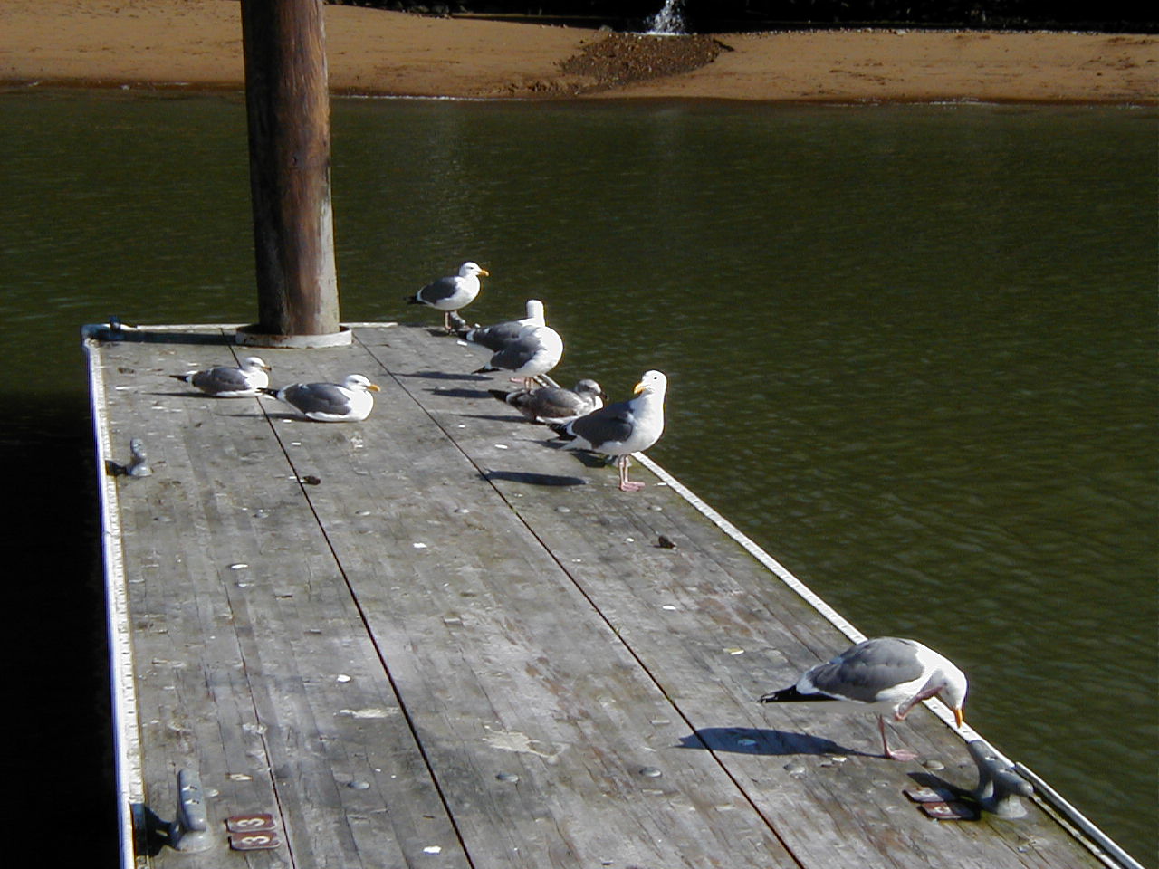 Gulls on The Dock