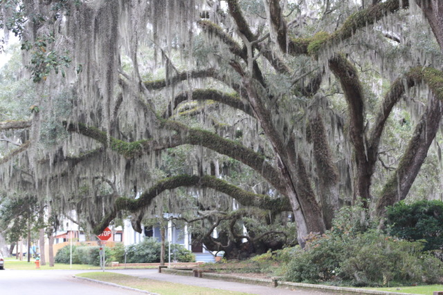 Low Country Spanish Moss